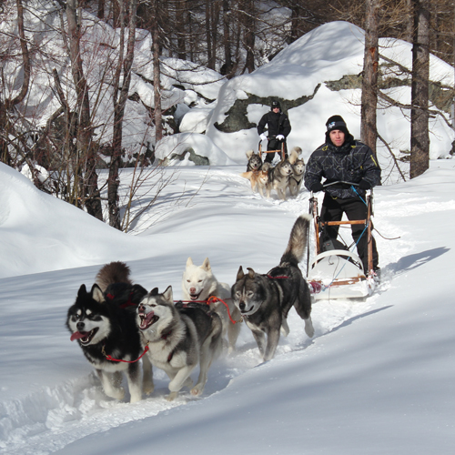 Baptême en chien de traîneau